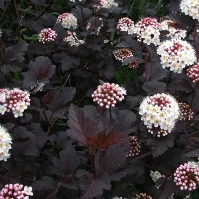 Пузыреплодник ДИАБЛО  Пузыреплодник ДИАБЛО в Оренбурге