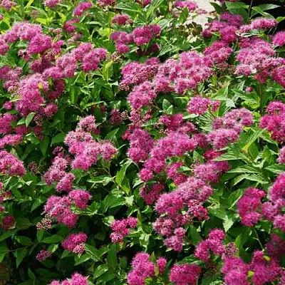 Спирея КРИСПА японская  Спирея КРИСПА японская в Оренбурге