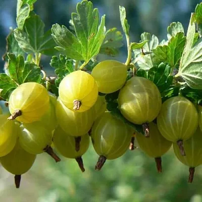 Крыжовник ХИННОНМАЙНЕН КЕЛЬТАЙНЕН  Крыжовник ХИННОНМАЙНЕН КЕЛЬТАЙНЕН в Оренбурге