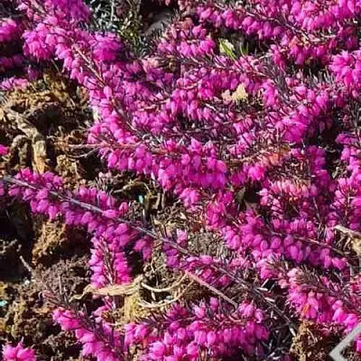 Вереск  Вереск в Оренбурге