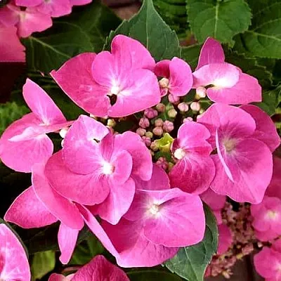 Гортензия ТАУБЕ крупнолистная  Гортензия ТАУБЕ крупнолистная в Оренбурге