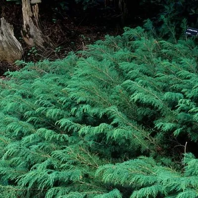 Микробиота в Оренбурге