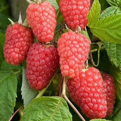 Малина КАСКАД ДЕЛАЙТ в Оренбурге