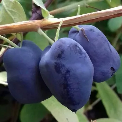 Жимолость съедобная БОРЕАЛ БЬЮТИ (СЕВЕРНАЯ КРАСАВИЦА) в Оренбурге