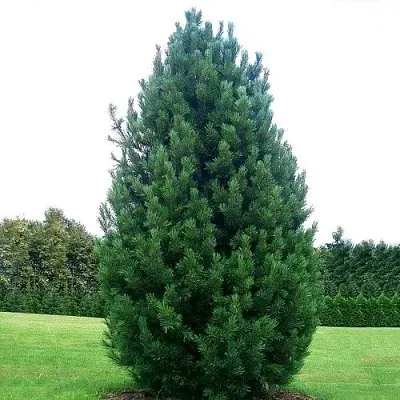 Сосна кедровая   Сосна кедровая  в Оренбурге