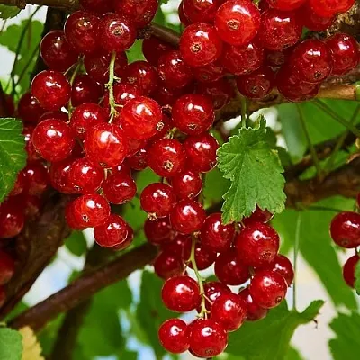 Смородина красная НАТАЛИ в Оренбурге