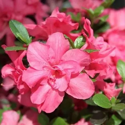 Азалия РОКОКО японская в Оренбурге