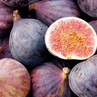 Инжир МУАССОН в Оренбурге