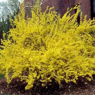 Форзиция ТАРАНДТ промежуточная  Форзиция ТАРАНДТ промежуточная в Оренбурге