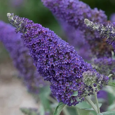 Буддлея НАНО ПЕРПЛ  в Оренбурге