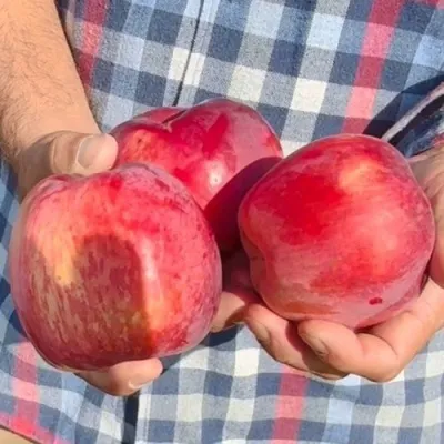 Яблоня ПАМЯТЬ КОВАЛЕНКО в Оренбурге