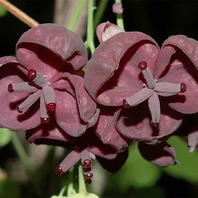 Акебия  Акебия в Оренбурге