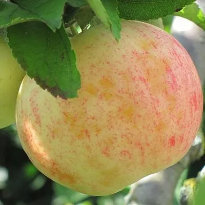 Яблоня ЛЕТНЕЕ СЛАДКОЕ  Яблоня ЛЕТНЕЕ СЛАДКОЕ в Оренбурге