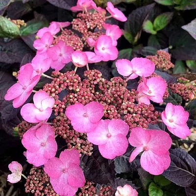 Гортензия ДАРЕДЕВИЛ пильчатая  Гортензия ДАРЕДЕВИЛ пильчатая в Оренбурге