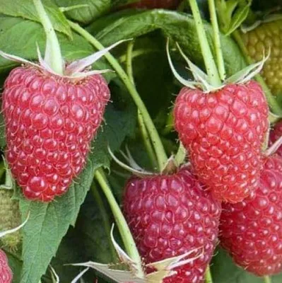 Малина ЕВРАЗИЯ  Малина ЕВРАЗИЯ в Оренбурге