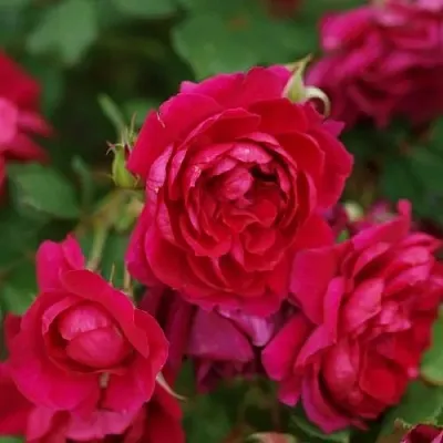 Саженцы роз КВАДРА плетистая  Саженцы роз КВАДРА плетистая в Оренбурге