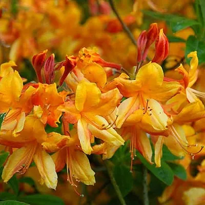 Азалия ОРАНЖ ХИТ листопадная в Оренбурге