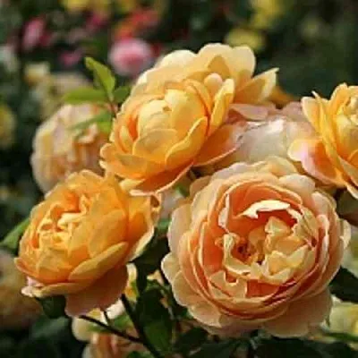 Саженцы роз ГОЛДЕН СЕЛЕБРЕЙШЕН английская в Оренбурге