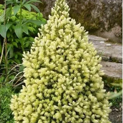 Ель МАЙГОЛД колючая  Ель МАЙГОЛД колючая в Оренбурге