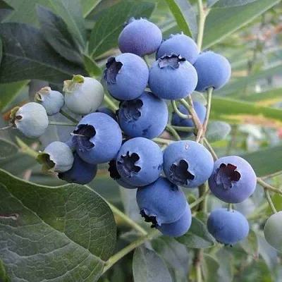 Голубика ЛЕГАЦИЯ  Голубика ЛЕГАЦИЯ в Оренбурге