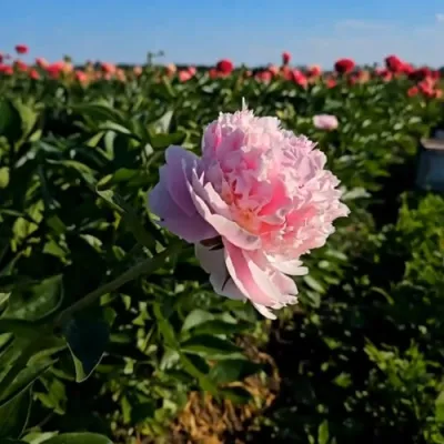 Пион ИМПЕРАТОРСКАЯ НАЛОЖНИЦА древовидный в Оренбурге