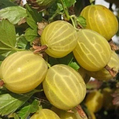 Крыжовник КУРШУ ДЗИНТАРС  Крыжовник КУРШУ ДЗИНТАРС в Оренбурге