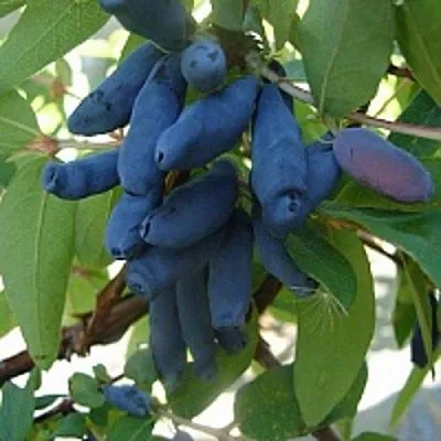 Жимолость съедобная ГОРДОСТЬ БАКЧАРА в Оренбурге