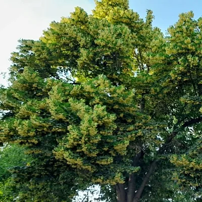 Липа Липа в Оренбурге