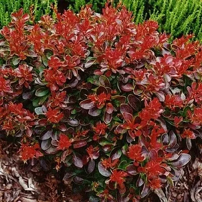 Барбарис КАРМЕН тунберга  Барбарис КАРМЕН тунберга в Оренбурге