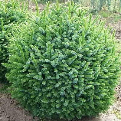 Ель НАНА сербская  Ель НАНА сербская в Оренбурге