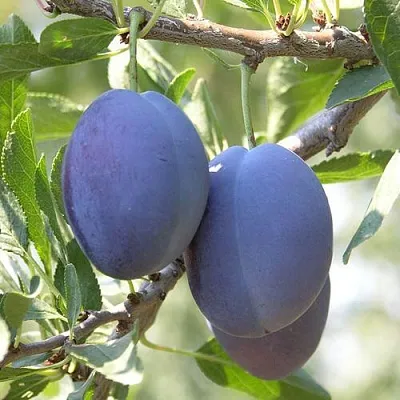 Слива СТЭНЛИ в Оренбурге