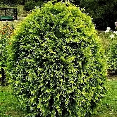 Туя ТИП ТОП западная в Оренбурге