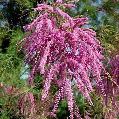 Тамарикс ПИНК КАСКАД  Тамарикс ПИНК КАСКАД в Оренбурге