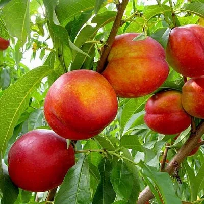 Нектарин ХАРБЛЕЙЗ в Оренбурге