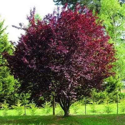 Слива НИГРА растопыреная  в Оренбурге