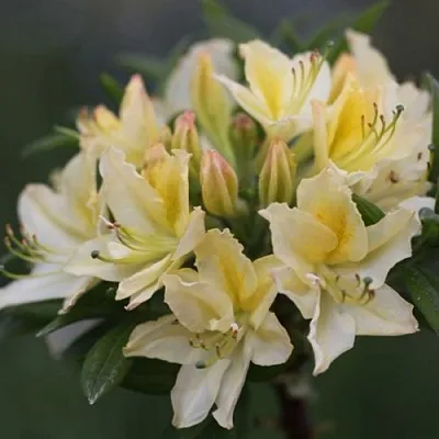 Азалия ДАВИЗИ листопадная в Оренбурге