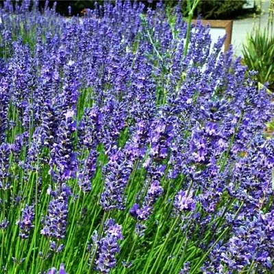 Лаванда ФЕНОМЕНАЛ узколистная  Лаванда ФЕНОМЕНАЛ узколистная в Оренбурге
