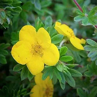 Лапчатка ГОЛДСТАР кустарниковая  Лапчатка ГОЛДСТАР кустарниковая в Оренбурге