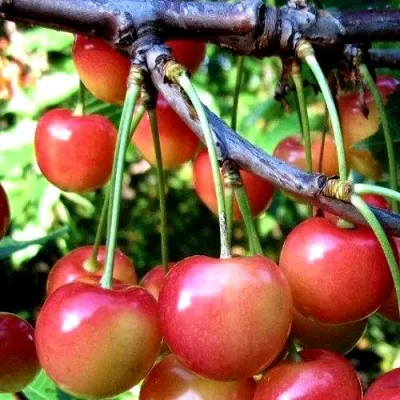 Черешня ГАСТИНЕЦ — описание сорта Черешня ГАСТИНЕЦ в Оренбурге