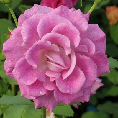 Саженцы роз ВИОЛЕТТА чайно-гибридная в Оренбурге