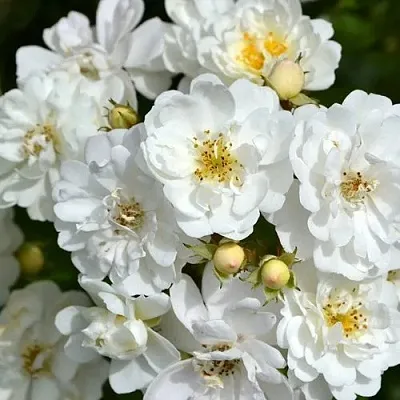 Саженцы роз ГИРЛЯНДА ДЕ АМУР мускусная в Оренбурге