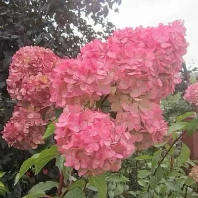 Гортензия АМАРИН метельчатая  Гортензия АМАРИН метельчатая в Оренбурге