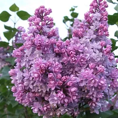 Сирень КОЛХОЗНИЦА в Оренбурге