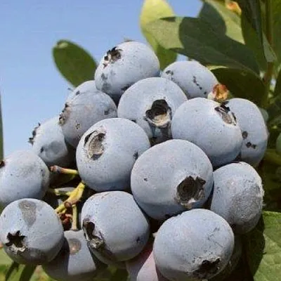 Голубика ЦУКЕР ТРАУБЕ  Голубика ЦУКЕР ТРАУБЕ в Оренбурге