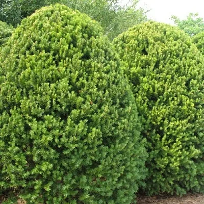 Тис в Оренбурге