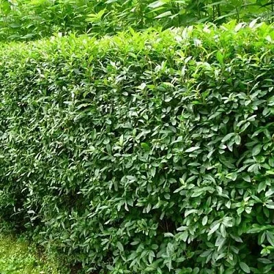 Бирючина обыкновенная  Бирючина обыкновенная в Оренбурге