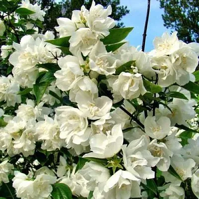 Жасмин ДЕНИСКИНЫ РАССКАЗЫ  Жасмин ДЕНИСКИНЫ РАССКАЗЫ в Оренбурге