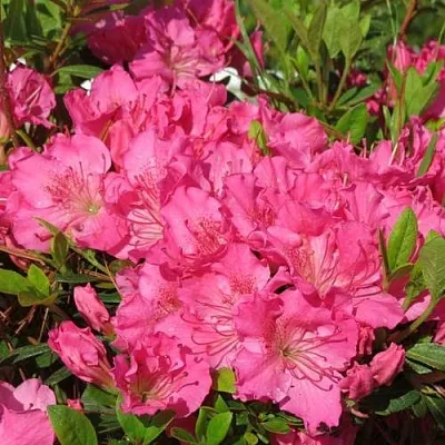 Азалия КИРСТИН японская  Азалия КИРСТИН японская в Оренбурге