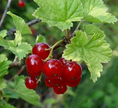 Смородина альпийская ШМИДТ в Оренбурге