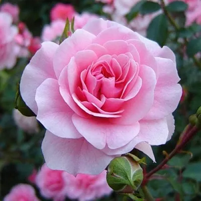 Саженцы роз БОНИКА флорибунда  Саженцы роз БОНИКА флорибунда в Оренбурге